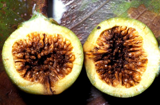 Archivo:Ficus elasticoides fruto.jpg