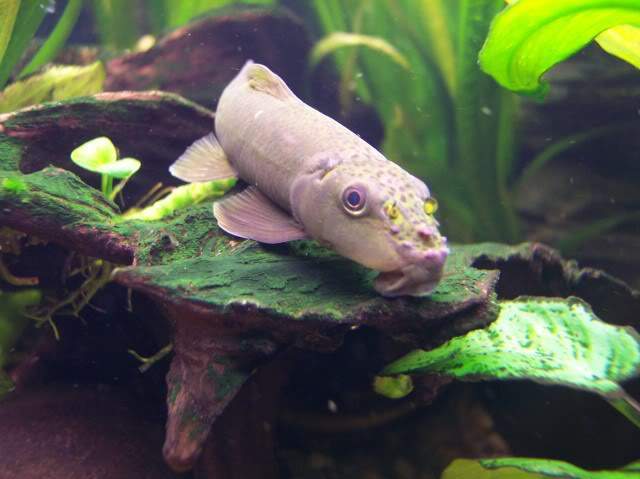 Archivo:Gyrinocheilus pennocki.jpg