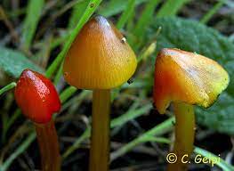 Archivo:Hygrocybe tristis.jpg