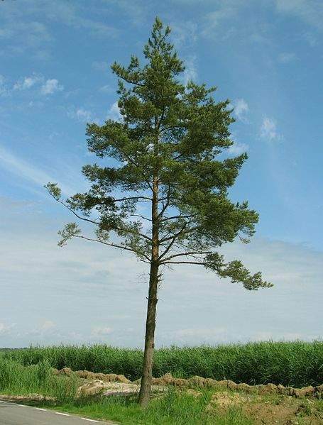 Archivo:Pinus sylvestris.jpg
