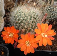 Rebutia fiebrigii.jpeg