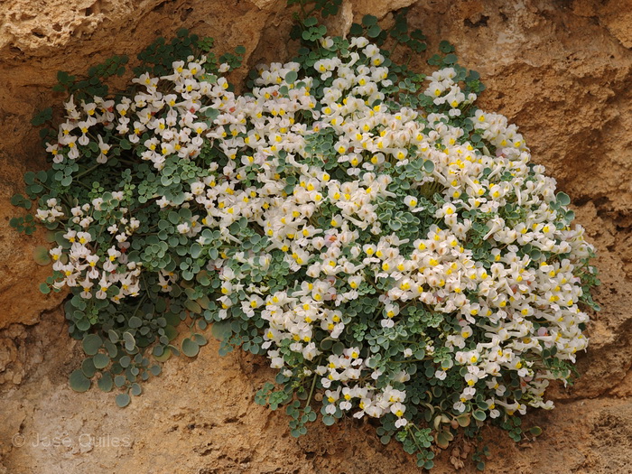 Archivo:Sarcocapnos enneaphylla6.jpg