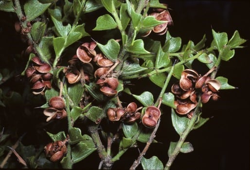 Archivo:Acacia flabellifolia 1.jpg