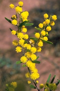 Archivo:Acacia ixodes 1.jpg