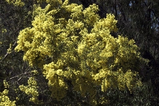 Archivo:Acacia littorea 1.jpg