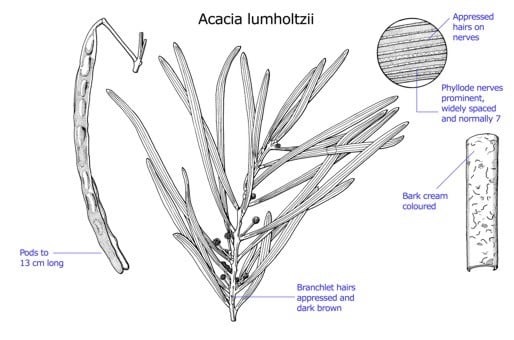Archivo:Acacia lumholtzii.jpg