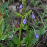Campanula aristata.jpg