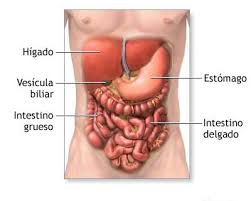 Intestino 2.jpg