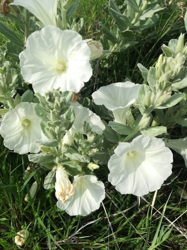 Archivo:Ipomoea ciervensis.jpeg