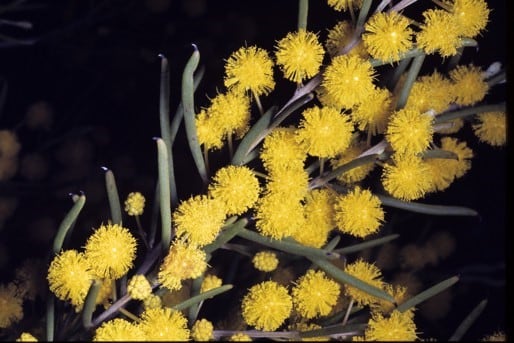 Archivo:Acacia lineolata 3.jpg
