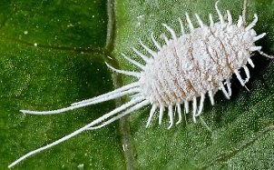 Archivo:Cochinilla de Cola larga22.jpg