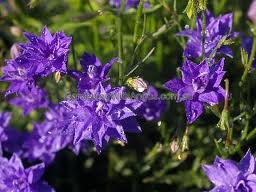 Archivo:Glabra Cadabra.jpeg