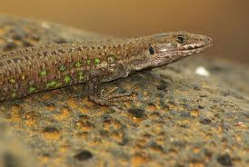 Lagarto Atlántico.jpeg