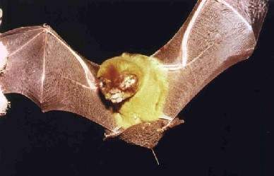Archivo:MurcielagosEsaplada1.jpg