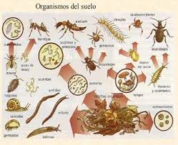 Organismos del suelo.jpeg