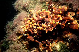 Archivo:Schi sangun.jpg