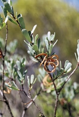 Archivo:Acacia leptospermoides 2.jpg
