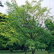 Acer davidii.jpg
