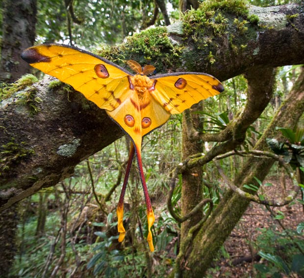 Archivo:Argema mittrei.jpg