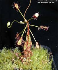 Droseramadagasc.jpg