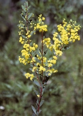 Archivo:Acacia lunata 4.jpg