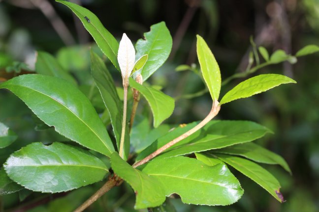 Archivo:Croton hovarum 2.jpg