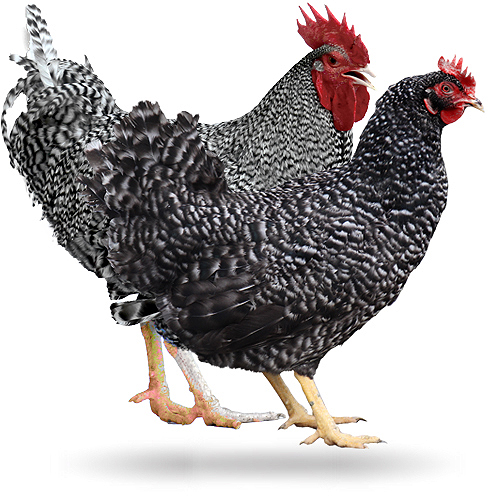 Archivo:Plymouth rock.jpg