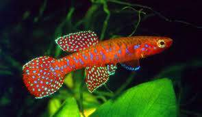 Aphyosemion cyanostictum.jpg