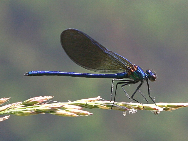 Archivo:Calopteryx xanthostoma.jpg