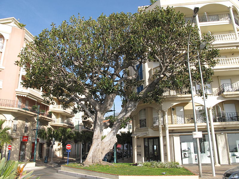 Archivo:Ficus macrophylla 1.jpg