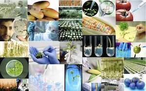 Mudas por biotecnologia.jpg