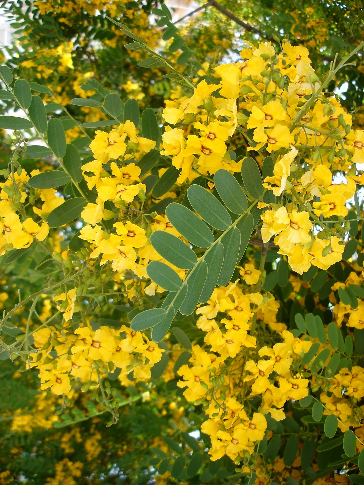 Acacia Amarilla - EcuRed