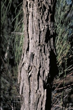 Archivo:Acacia jibberdingensis 7.jpg