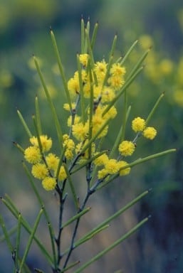Archivo:Acacia kalgoorliensis 3.jpg