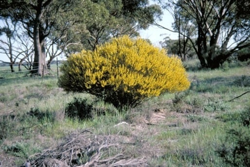 Archivo:Acacia ligustrina 1.jpg