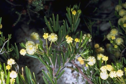 Archivo:Acacia maxwellii 1.jpg