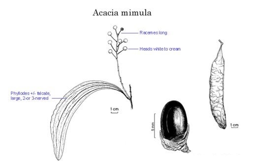 Archivo:Acacia mimula 2.jpg