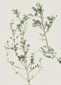 Eugenia cajalbanica.jpg