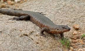 Archivo:Gerrhosaurus validus.jpg