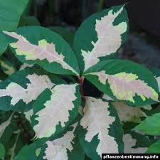 Archivo:Graptophyllum pictumce.jpg