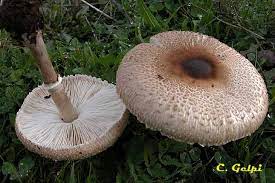 Macrolepiota phaeodisca.jpg