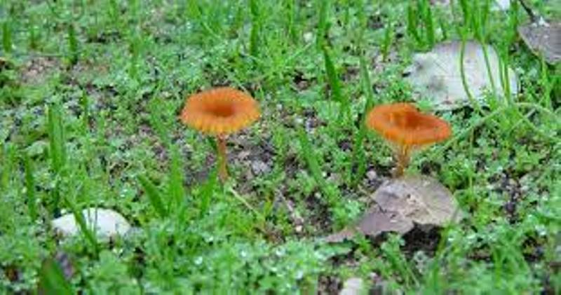 Archivo:ONFALINA ALFILER 1.jpg