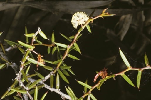 Archivo:Acacia ingrata 1.jpg