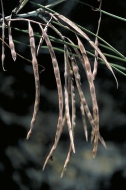 Archivo:Acacia longiphyllodinea 4.jpg