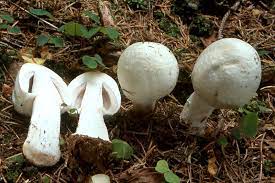 Agaricus essettei.jpg