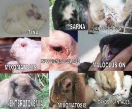 Enfermedades en conejos.jpg
