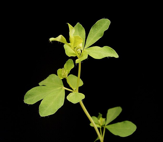 Archivo:Lotus pedunculatus 2.jpg