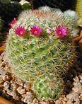 Mammillaria.pg.jpg