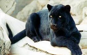 Pantera negra (Animal) - EcuRed