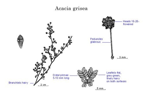Archivo:Acacia grisea.jpg